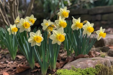 A vibrant display of yellow and white daffodils in a garden