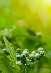 Branch of large, green blueberries. Selective focus.