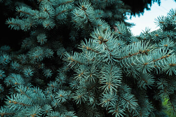 christmas tree branches background