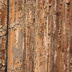 Warm wooden texture