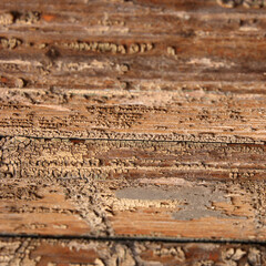 Wooden surface texture
