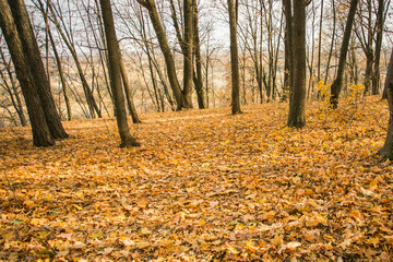 Autumn forest road in autumn leaves background. Season and fall concept. Copy space and empty place for advertising