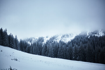 Snowy mountains. Winter landscape of the Carpathians