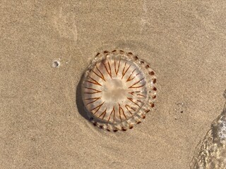 The symmetrical pattern of a compass jellyfish on the beach