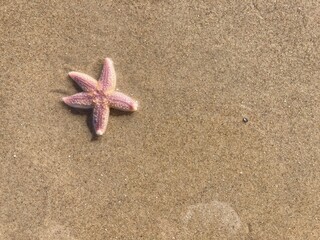 In the sand on the beach lies a small starfish