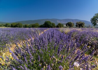 Obraz premium Idyllic landscape featuring a field of vibrant purple lavender flowers
