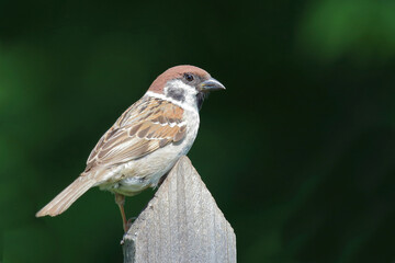 Feldsperling / Eurasian tree sparrow / Passer montanus