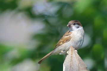Feldsperling / Eurasian tree sparrow / Passer montanus