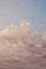 Flock of Birds Flights through Clouds before California storm