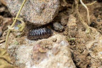 Close-up of a small Woodlouse insect on a surface of rocky soil