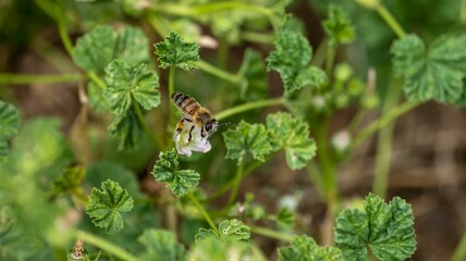 Close-up shot of an Italian bee flying around flowers in the garden
