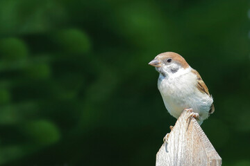 Feldsperling / Eurasian tree sparrow / Passer montanus.