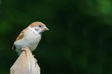Feldsperling / Eurasian tree sparrow / Passer montanus.