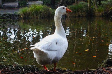 White goose near a tranquil pond surrounded with lush green vegetation