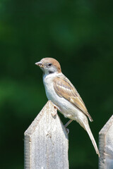 Feldsperling / Eurasian tree sparrow / Passer montanus.