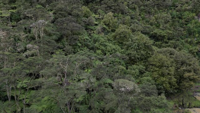 Landscape scene of vegetation trees around Hunua Falls in Hunua, New Zealand