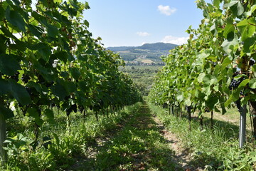 Naklejka premium Winnica Gródek nad Dunajcem, Małopolska, Polska, sadownictwo, uprawa winorośli,