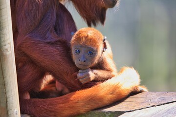 Orangutan with its newborn baby © Graytowers/Wirestock Creators