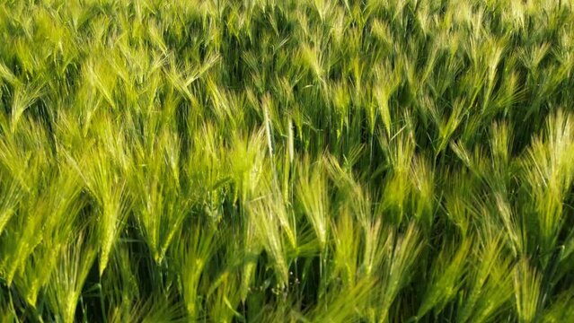 Close-up view of green wheat bending in the breeze on a rural field