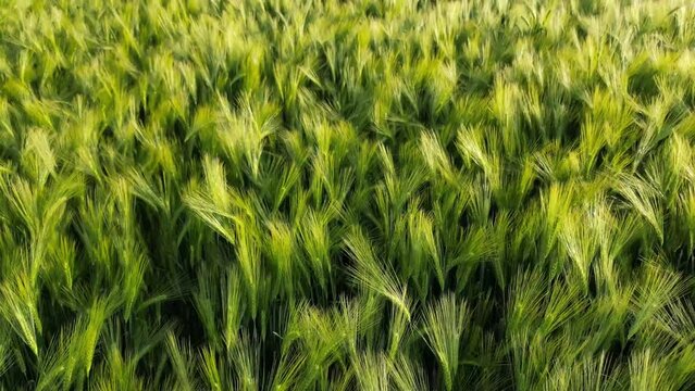 Close-up drone view over green wheat grass texture