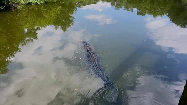 Close-up view of a crocodile swimming in a pond