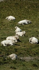 Fototapeta premium Peaceful scene of a group of white cattle in the lush green grass in Spydeberg Municipality, Norway