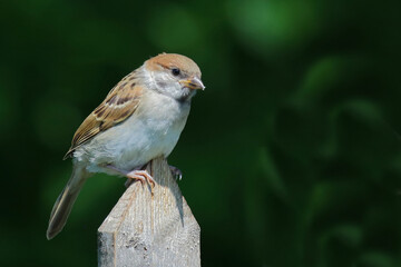 Feldsperling / Eurasian tree sparrow / Passer montanus.