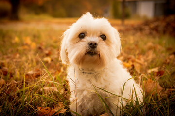 Closeup of a cute Maltese dog in a field