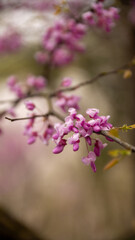Vertical shot of a Cercis siliquastrum tree in a park