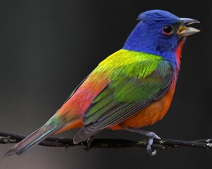 Vibrant Painted Bunting bird perched on a tree branch in an outdoor environment