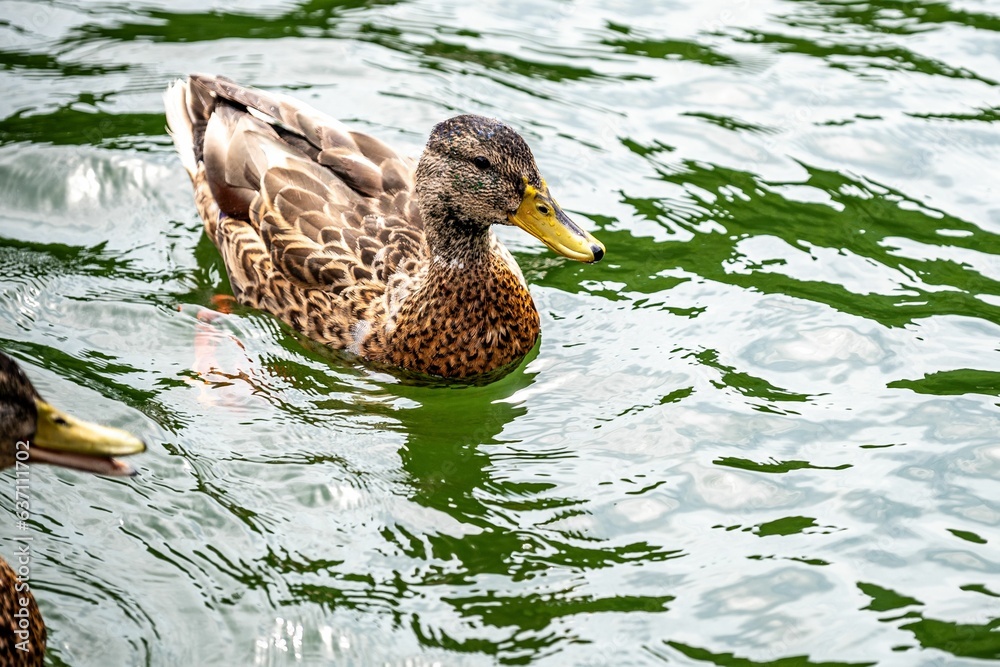 Wall mural Mallard ducks peacefully swimming on a tranquil lake surrounded by natural scenery