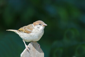 Feldsperling / Eurasian tree sparrow / Passer montanus.