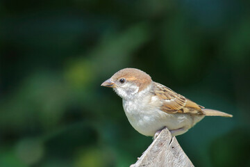Feldsperling / Eurasian tree sparrow / Passer montanus.