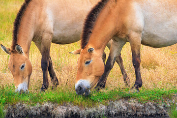 Summer landscape - view of Przewalski's horses close-up grazing on the river bank in the dry steppe