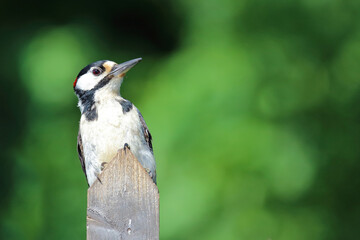 Buntspecht / Great spotted woodpecker / Dendrocopos major