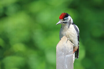 Buntspecht / Great spotted woodpecker / Dendrocopos major