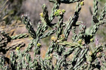 Cactus growing in Big Bend National Park