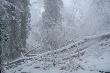 Fallen tree in the middle of snowy path on Rudnik mountain in Serbia