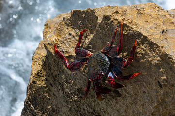 Red Rock Crab, grapsus adscensionis, also know as Sally Lightfoot Crab, on rocks at the water's edge, Playa de la Pared, Fuerteventura