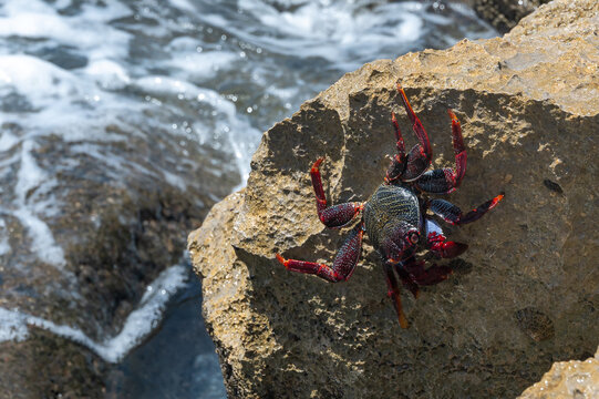 Red Rock Crab, grapsus adscensionis, also know as Sally Lightfoot Crab, on rocks at the water's edge, Playa de la Pared, Fuerteventura