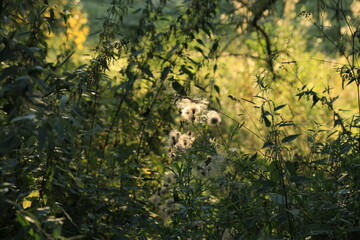 Dry flowers among the grass