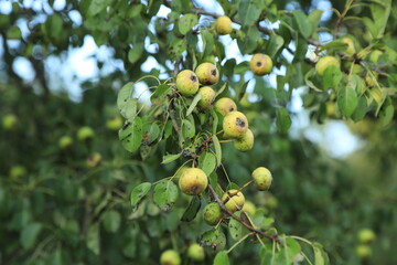 Wild apples on a tree branch