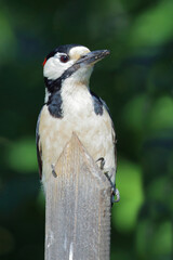 Buntspecht / Great spotted woodpecker / Dendrocopos major