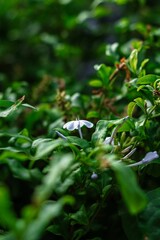 Fototapeta na wymiar Closeup of white petunia flowers growing on a green shrub