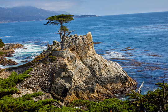The Lone Cypress on 17-Mile Drive in Pebble Beach on Monterey Peninsula California USA
