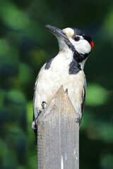 Buntspecht / Great spotted woodpecker / Dendrocopos major