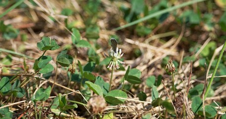 Silver-spotted skipper (Epargyreus clarus) butterfly resting on a Trifolium repens flower