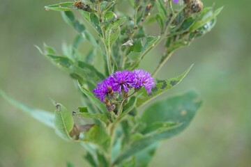 Close-up shot of a purple western ironweed (Vernonia baldwinii) flowers in a field