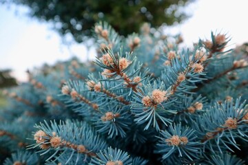 Beautiful closeup view of needles spruce pine tree- perfect for background and wallpaper use