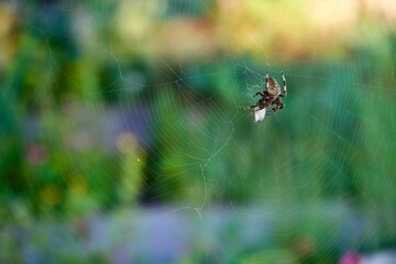 Closeup of an Araneus ventricosus spider on a spider web, cobweb against a blurred background